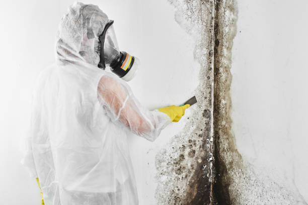 Professional Mold Remediation in Germantown, WI